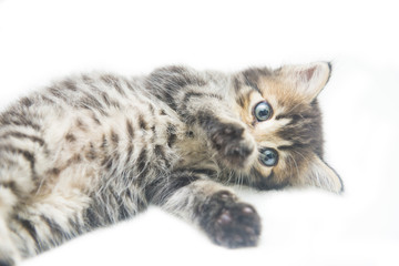 cute little tabby kitten on white background