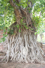 Head of Ancient Buddha Statue in tree roots at Mahathat Temple