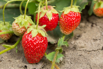 Очень вкусная, ароматная и замечательная ягода клубника. Очень сладкая и ароматная мякоть. Very tasty, fragrant and remarkable berry strawberry. Very sweet and fragrant pulp