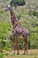 Giraffe in the beautiful nature habitat, wild africa, this is africa, colourful bush in Masai Mara in Kenya, beauty and gentility