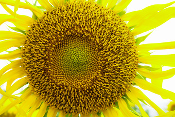 macro sunflower background
