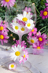 Festliche Einladung zu besonderem Anlass: Romantisches Gedeck mit Weinglas und Gänseblümchen :)  © doris oberfrank-list