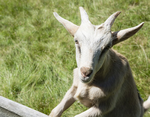 Goat on pasture.  