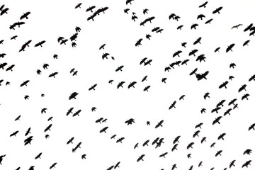 Large flock of ravens birds flying in the sky - black and white photo with soft focus.