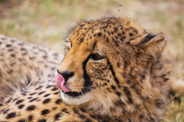 Cheetah lying in the grass
