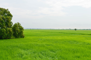 Green rice field