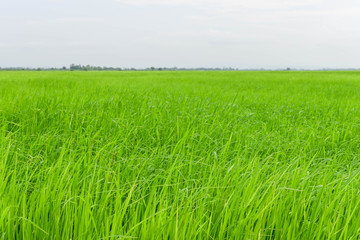 Naklejka na ściany i meble Green rice field