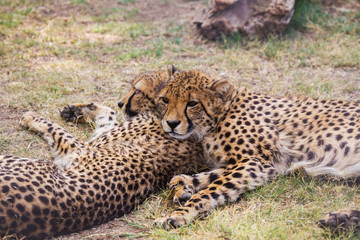 A couple of cheetahs lying in the grass