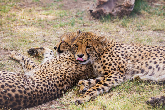A couple of cheetahs lying in the grass
