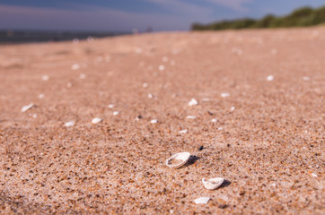 Small shell on Baltic sea beach