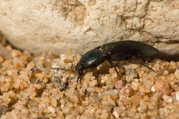 the black beetle