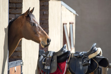 Obraz premium horse in stables