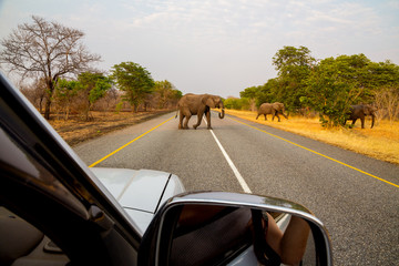 African elephants in the middle of the savannah
 - obrazy, fototapety, plakaty
