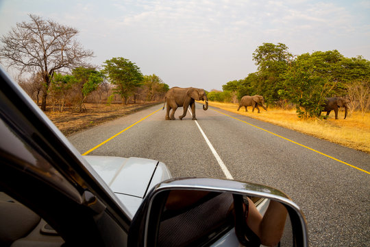 Fototapeta African elephants in the middle of the savannah  