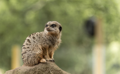 A cute Meerkat, on high alert, against a green background