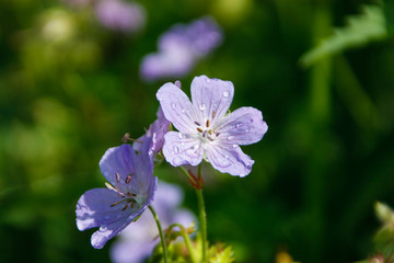 Early dew on the wild flowers. Полевые цветы в каплях росы