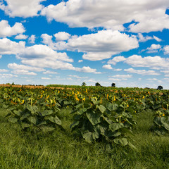 sunflower field / sunflower