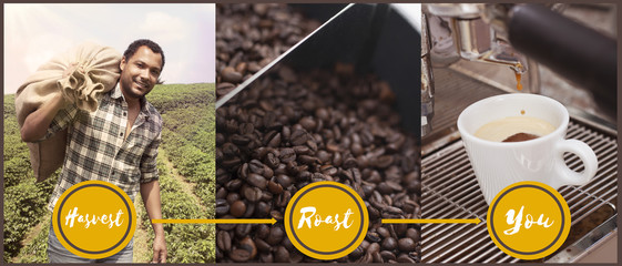 Coffee Process from harvesting to you 