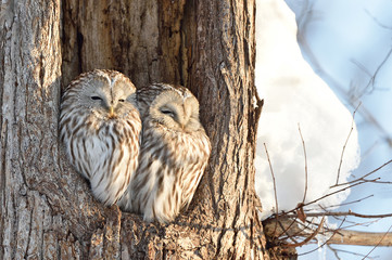 エゾフクロウの夫婦