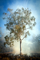Fototapeta na wymiar Gum Tree Bush Fire Australia
