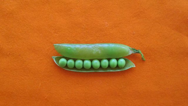 Fresh green peas are loadeded in to the pod. Stop motion animation