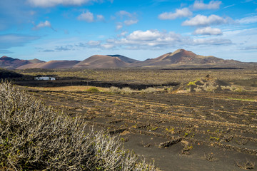 Fototapeta premium Vineyards in Geria in Lanzarote