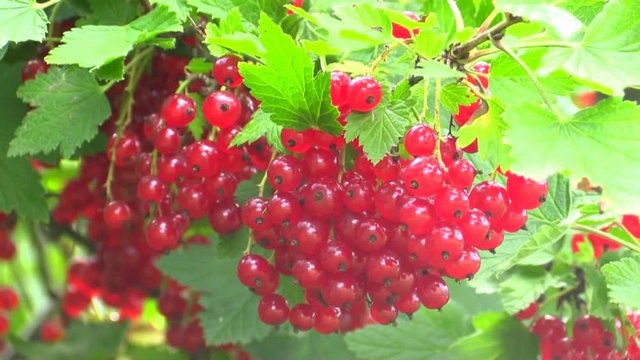 Red currant hanging on branch