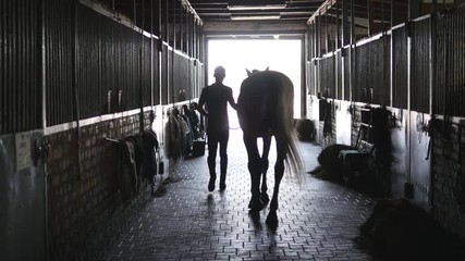 Young jockey is walking with a horse out of a stable. Man leading horse out of stable. Rear back view. Steadicam shot