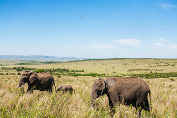 Fototapeta premium African elephants in the middle of the savannah 