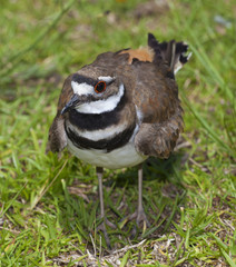Killdeer