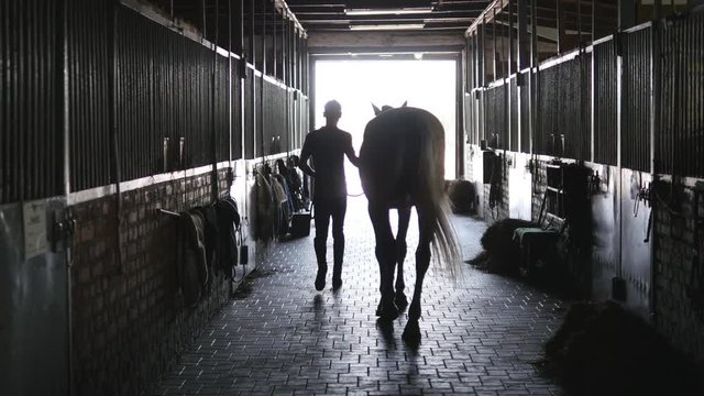 Young jockey is walking with a horse out of a stable. Man leading horse out of stable. Rear back view. Steadicam shot