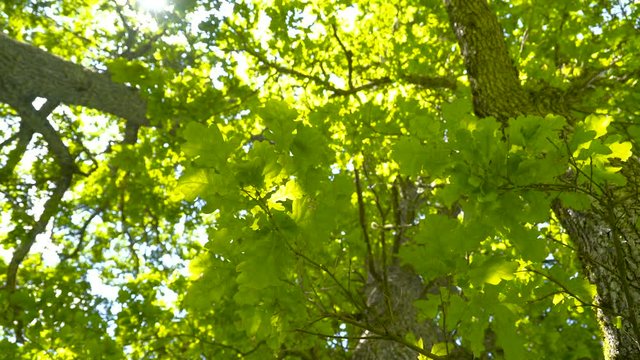 The Quercus robur tree with the leaves. The green leaves growing on the branches of the oak tree