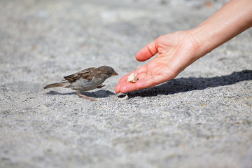 Good man helps and feeds the tiny  sparrow, environmental protection