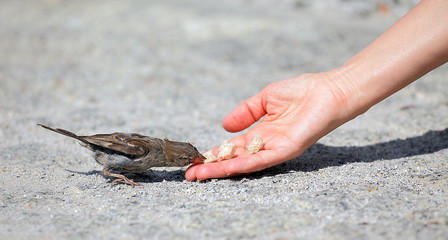 Good man helps and feeds the tiny  sparrow, environmental protection
