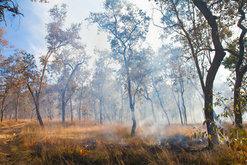 Grass Fire - Australian Bush Burn Off