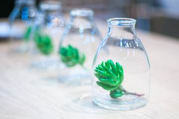 Fir tree branch in the bottles,select focus