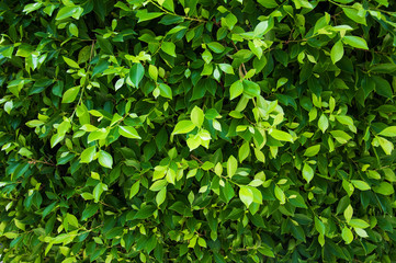 Fototapeta na wymiar green leaves of ficus on the tree