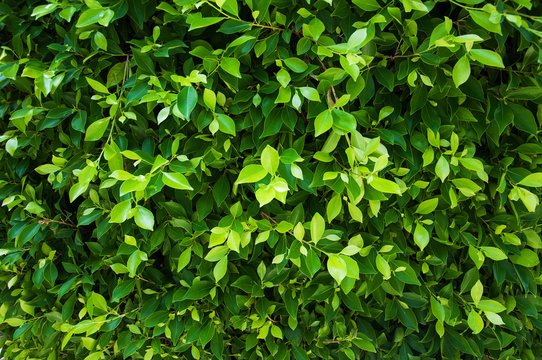 green leaves of ficus on the tree