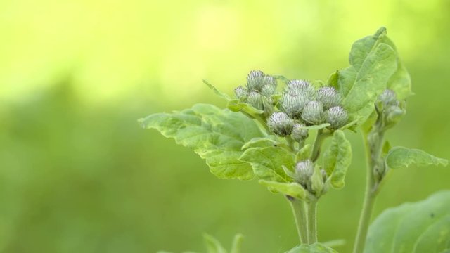 The pretty green plant of Arctium minus it has spiky fluffy flowers on it