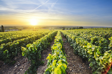 Fototapeta na wymiar Sun is rising over vineyards of Beaujolais, France
