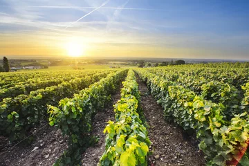 Fotobehang De zon komt op boven de wijngaarden van de Beaujolais, Frankrijk © Gael Fontaine