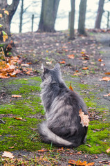 nice cat in autumn park a leaf on his back