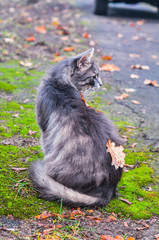 Naklejka na ściany i meble nice cat in autumn park a leaf on his back