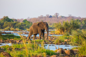 Plakat African elephants in the middle of the savannah 