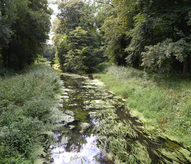 Wasserlauf im Hardtwald bei Karlsruhe
