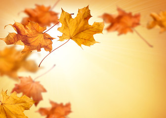 Naklejka na ściany i meble Fall background with orange and red falling autumn leaves 