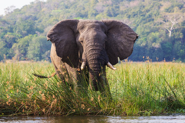 Fototapeta premium African elephants in the middle of the savannah 
