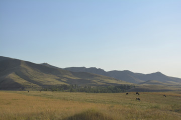 Obraz premium mountain pasture