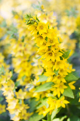 Summer meadow wildflowers.