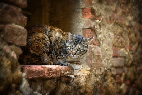 Grau getigerte Katze auf einer steinernen Fensterbank schaut skeptischdie Ohren gespitzt zur Seite.